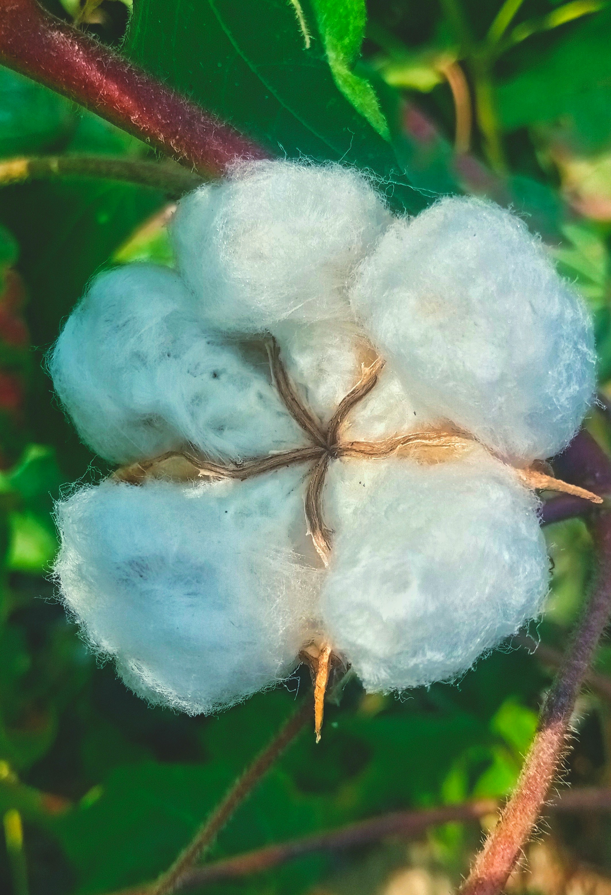 Organic Cotton Fabric